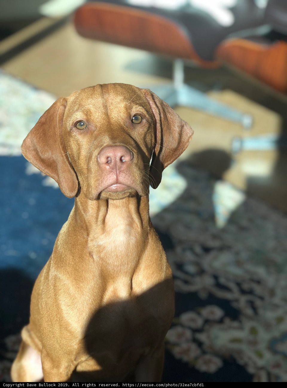 Sunny Day for a Pooch