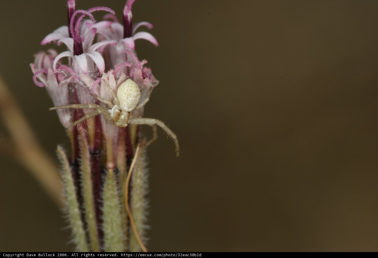 Garden Spider on a White Flower