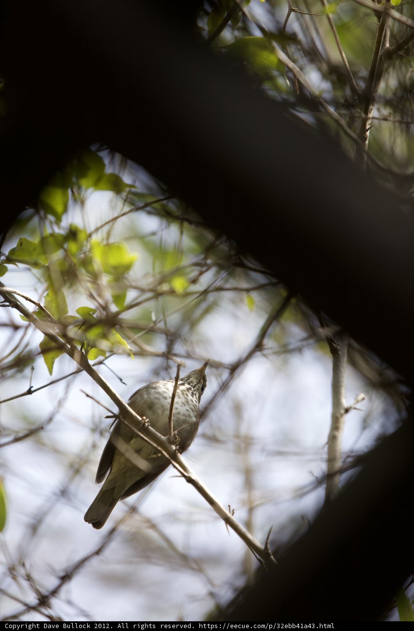 Perched Anthus