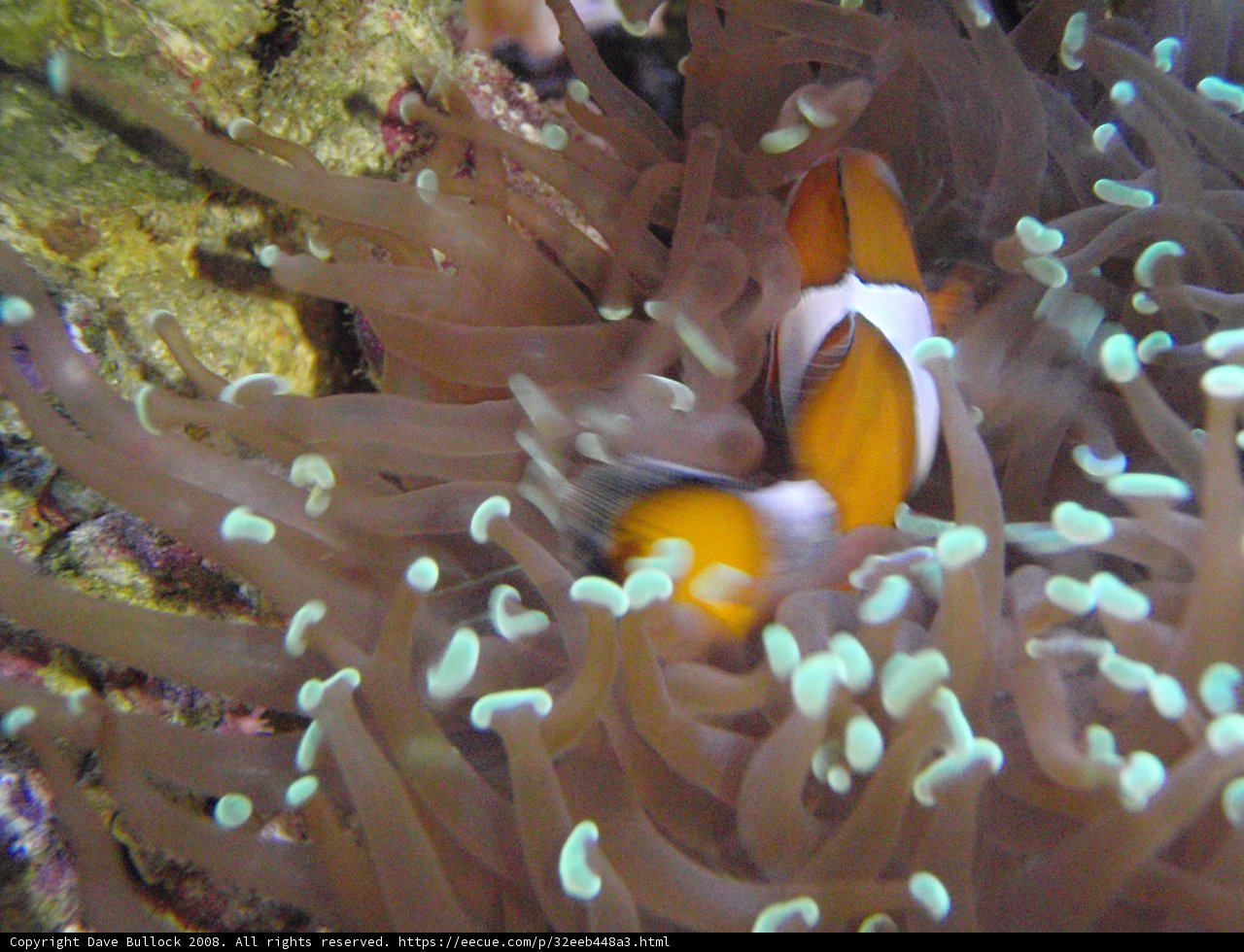 Clownfish in an Anemone