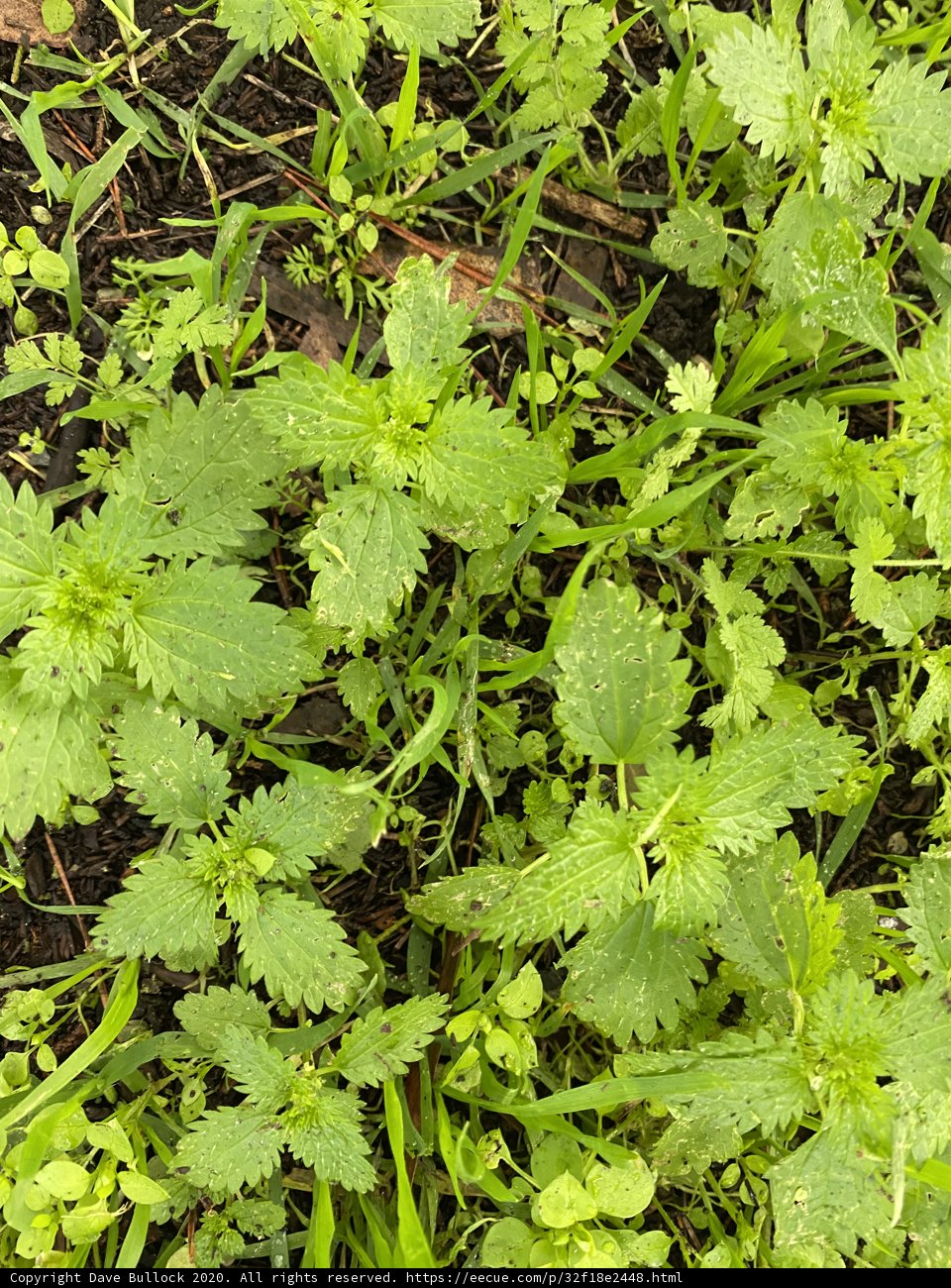 Lush Cilantro Foliage