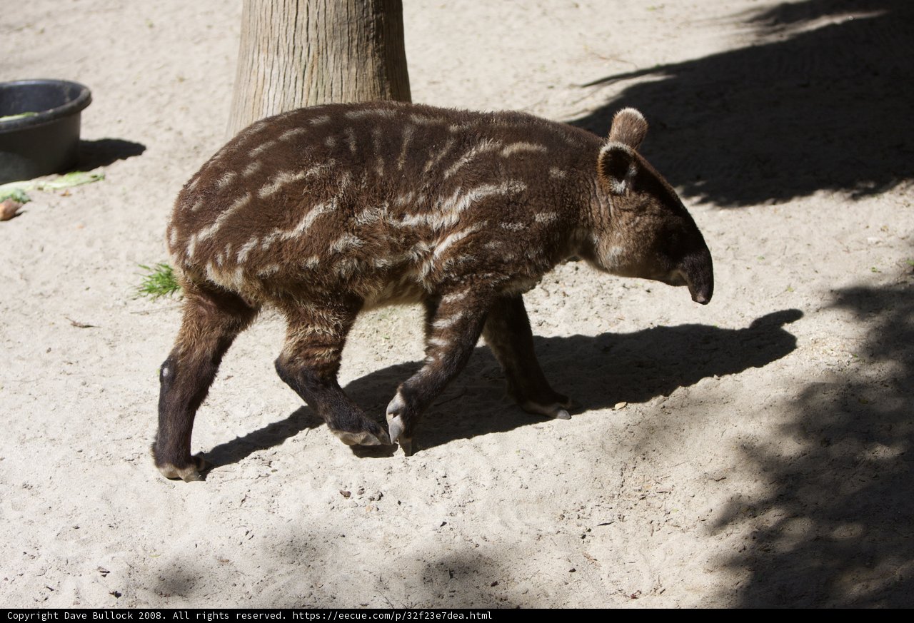 Baby Tapir Strolls on the Soil