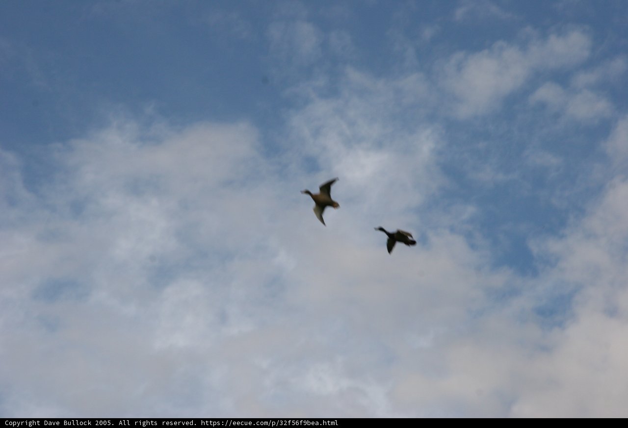 Ducks in Flight
