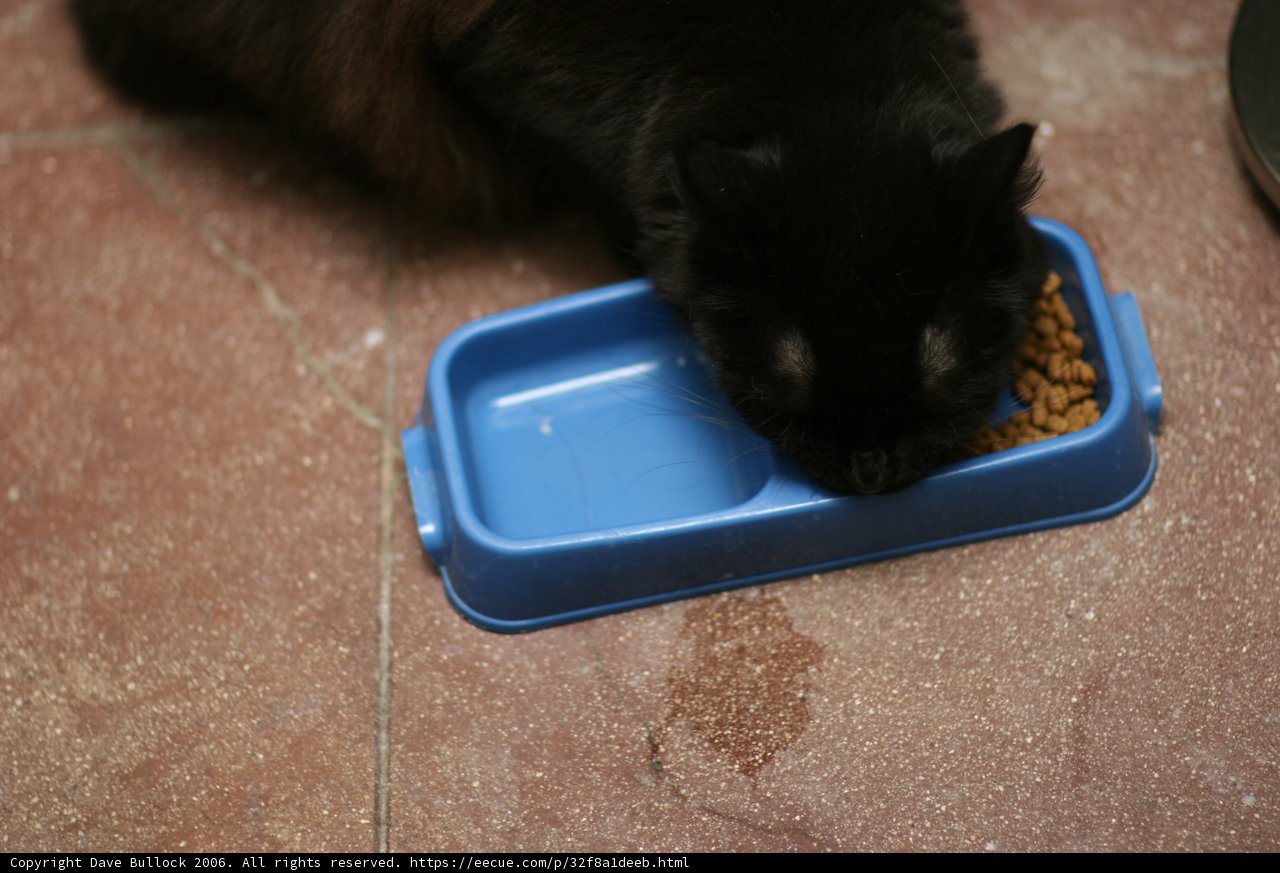 Hungry Black Cat
