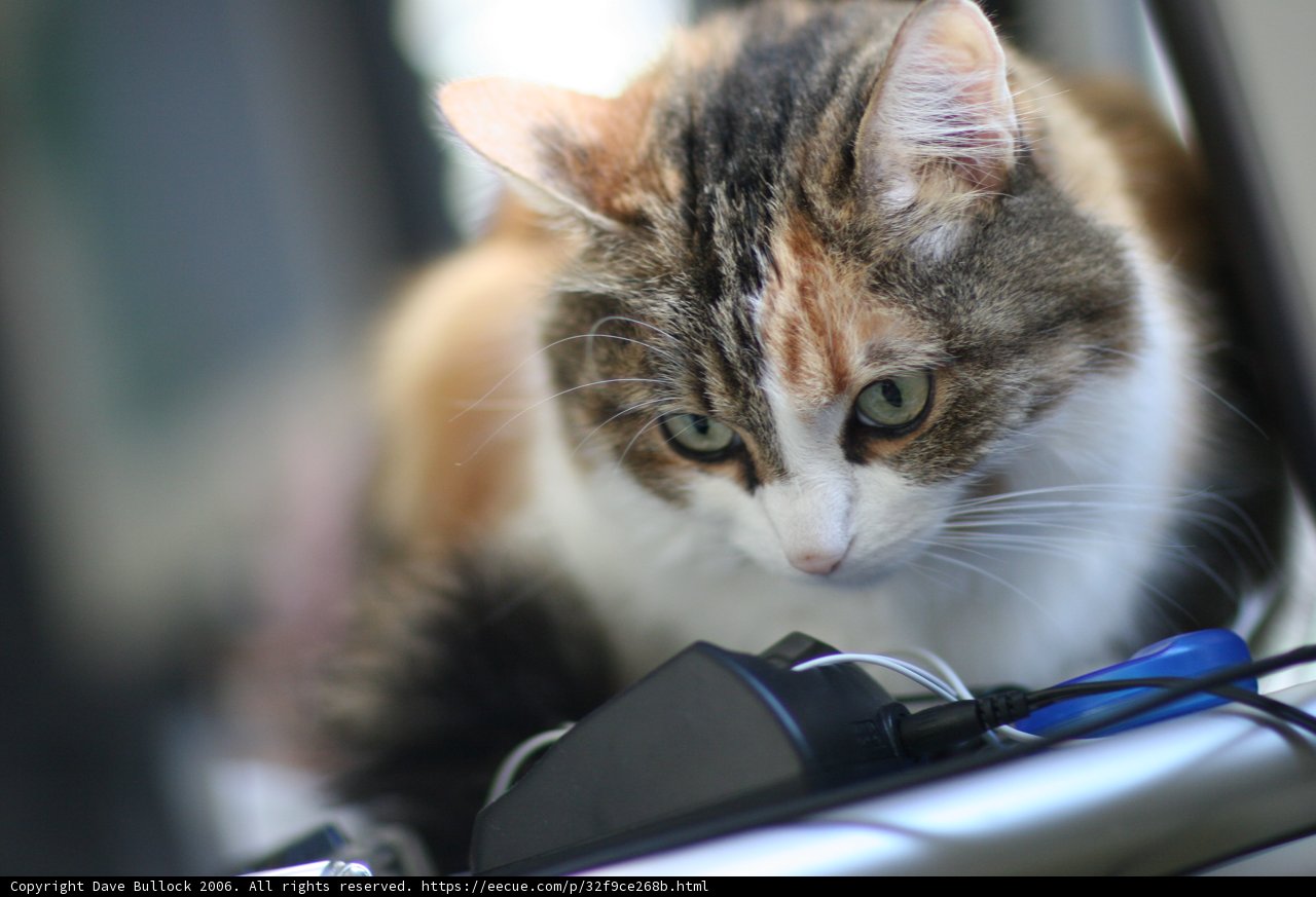 Feline Workday