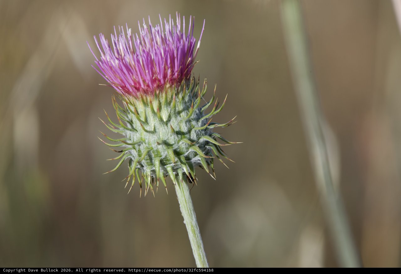 Thistle in Bloom at Mount Diablo State Park