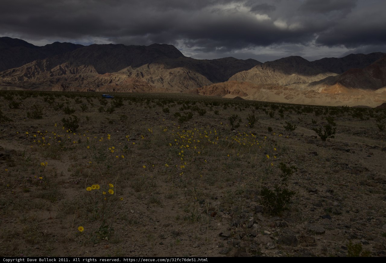 Yellow Flowers in the Desert