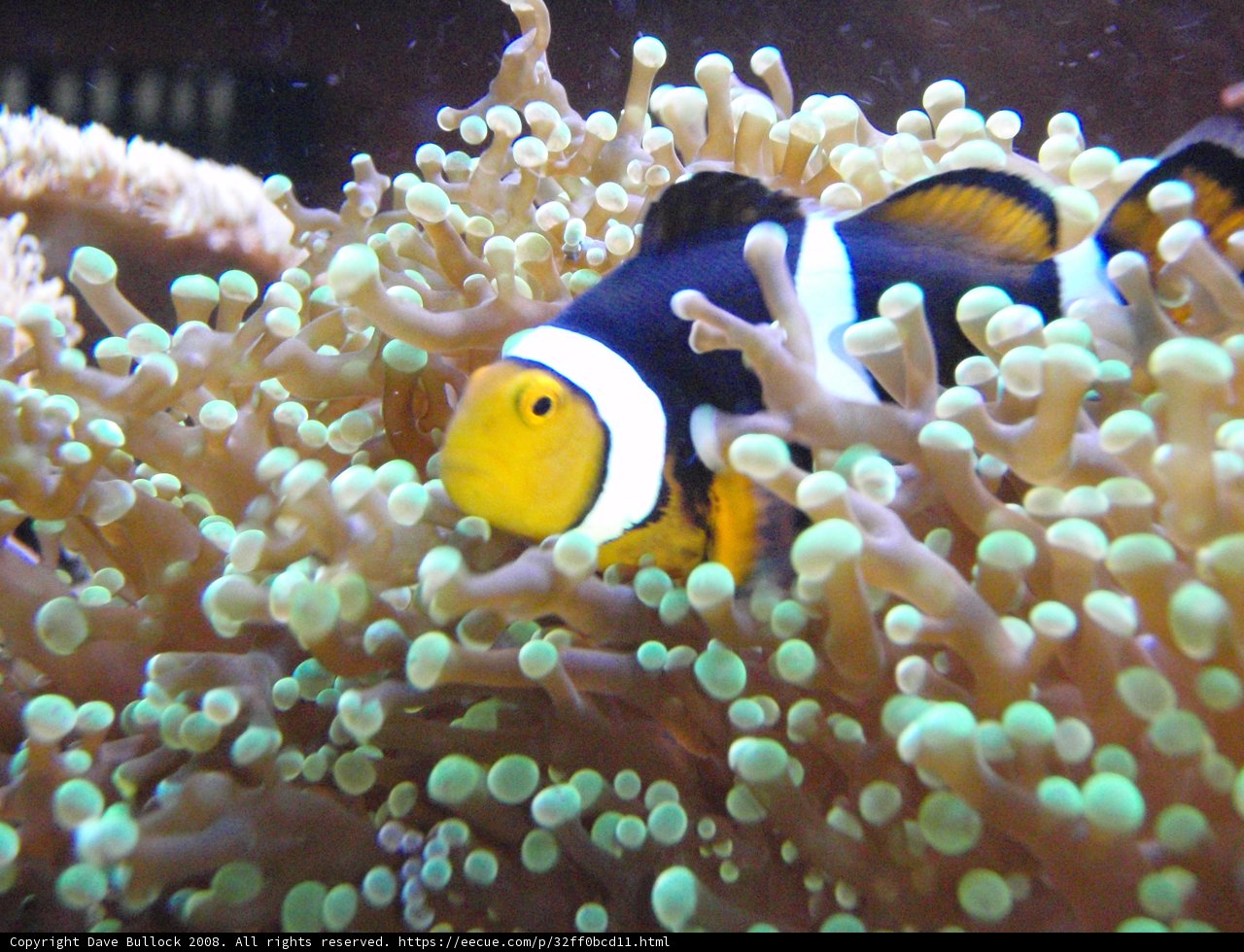 Clownfish in Coral Reef Wonderland