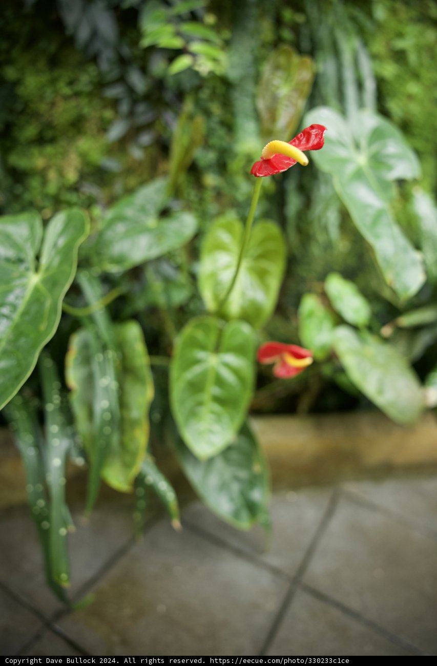 Flamboyant Fire Amidst Verdant Green