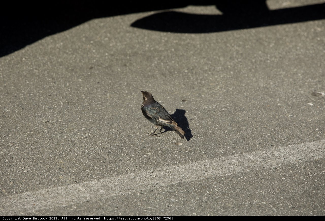 Blackbird Encounter at the SF Zoo