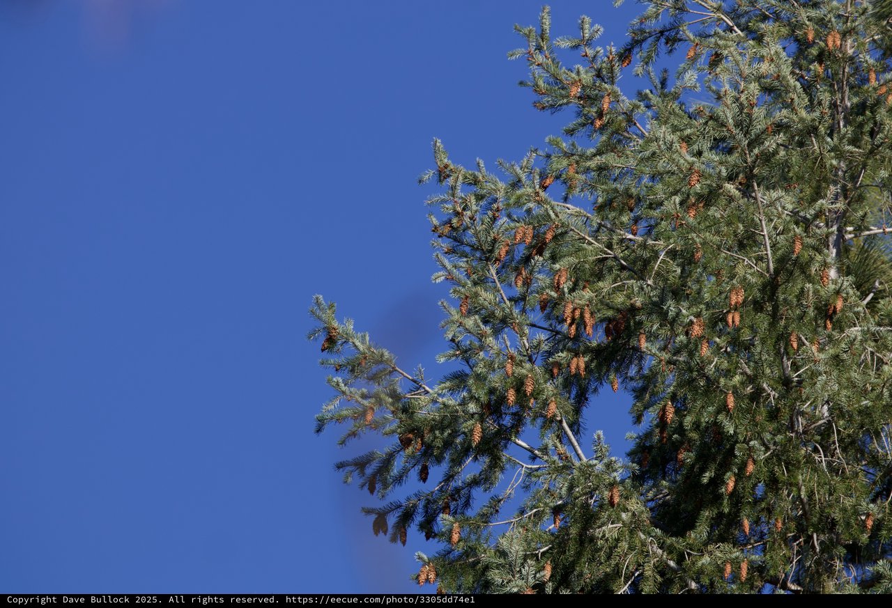 Pine Branches with Cones Against Clear Blue Sky