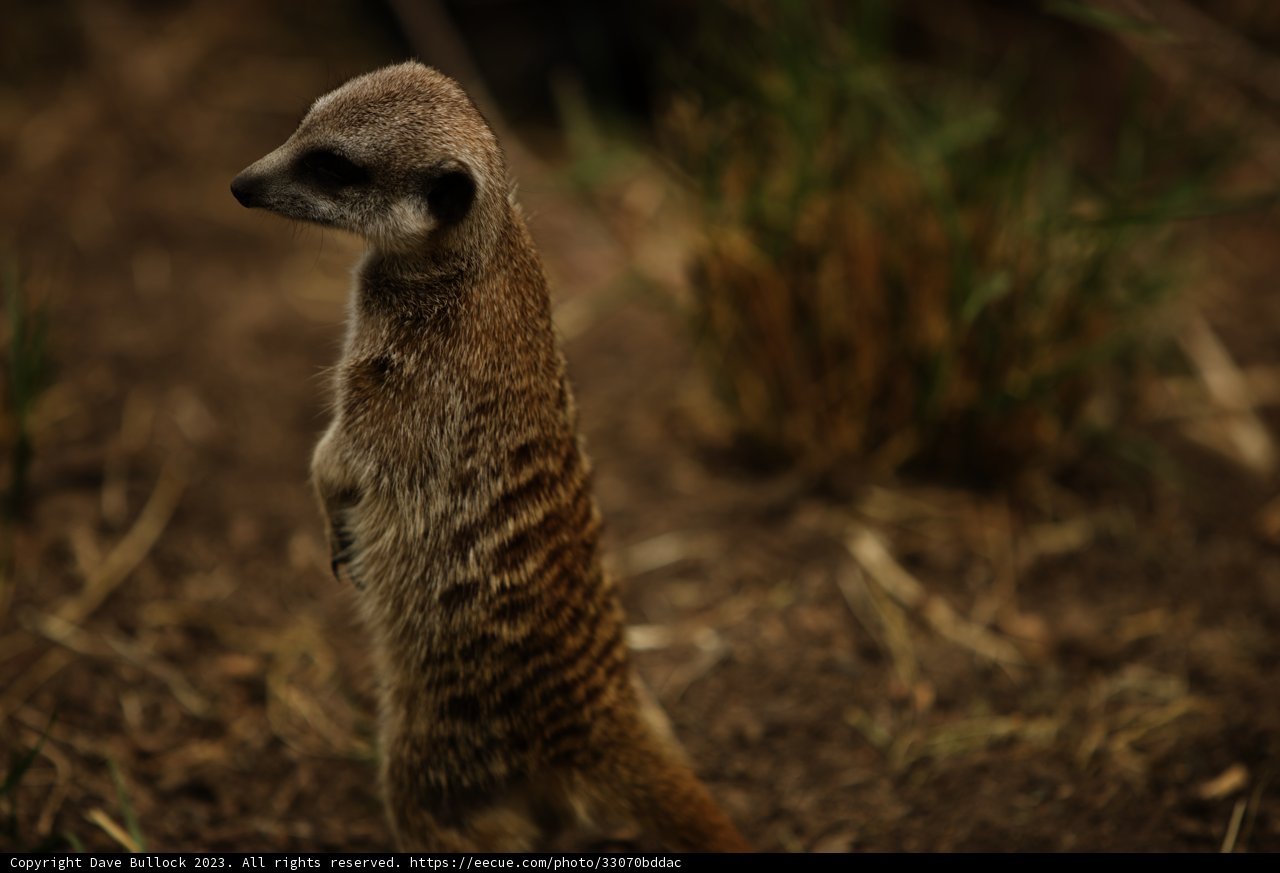 Majestic Meerkat Stand at the Oakland Zoo