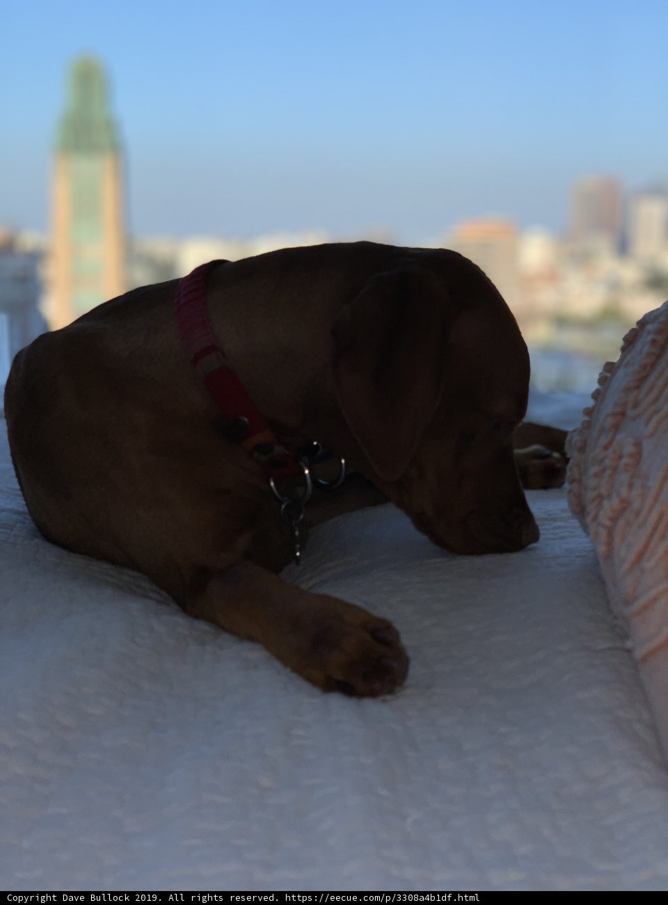 City Views and Cuddles with my Canine Companion