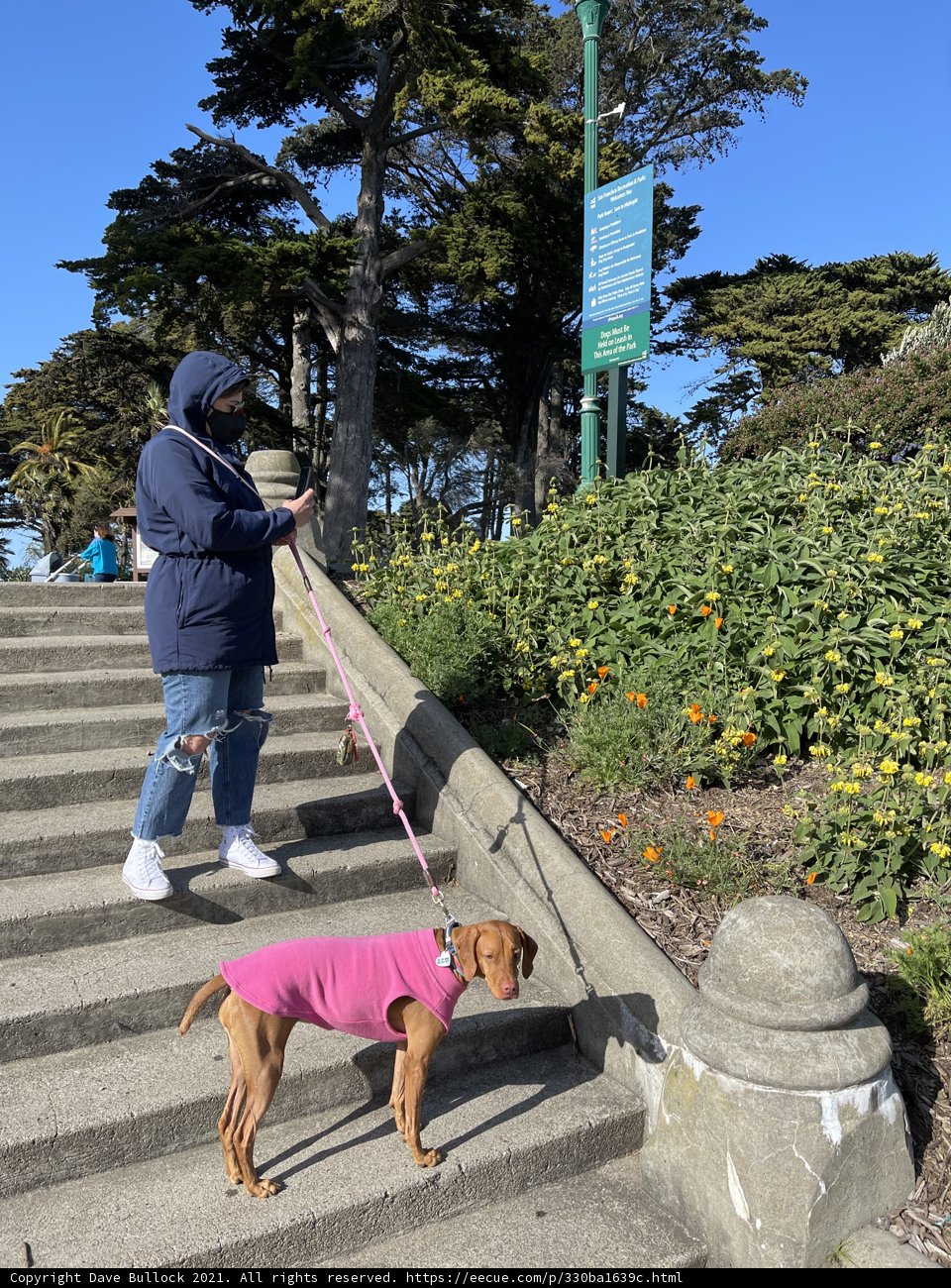 A Walk in the Park with My Furry Friend