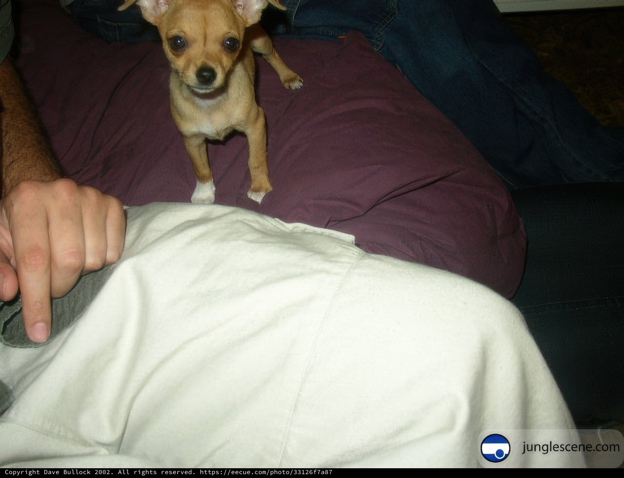Lap Dog