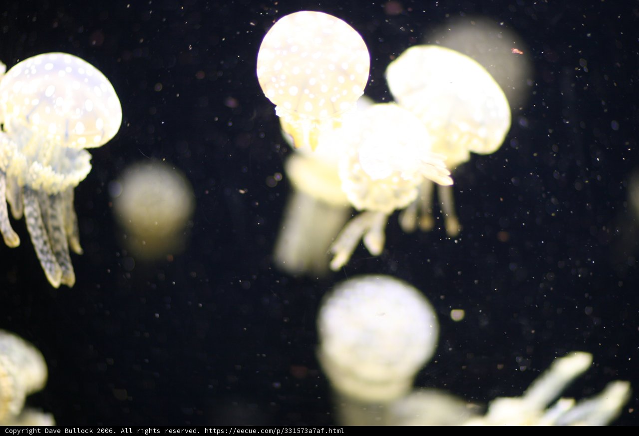 Underwater Wonders: A Balletic Dance of Jellyfish