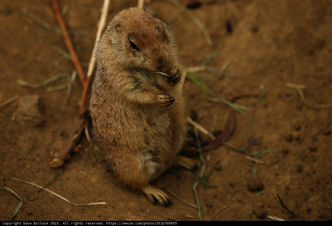 Denizen of the San Francisco Zoo
