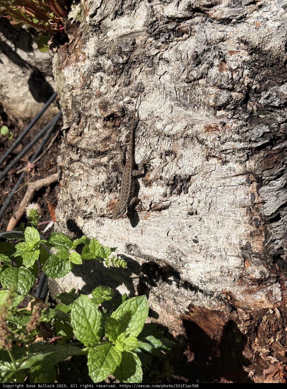 Nature’s Tiny Explorer