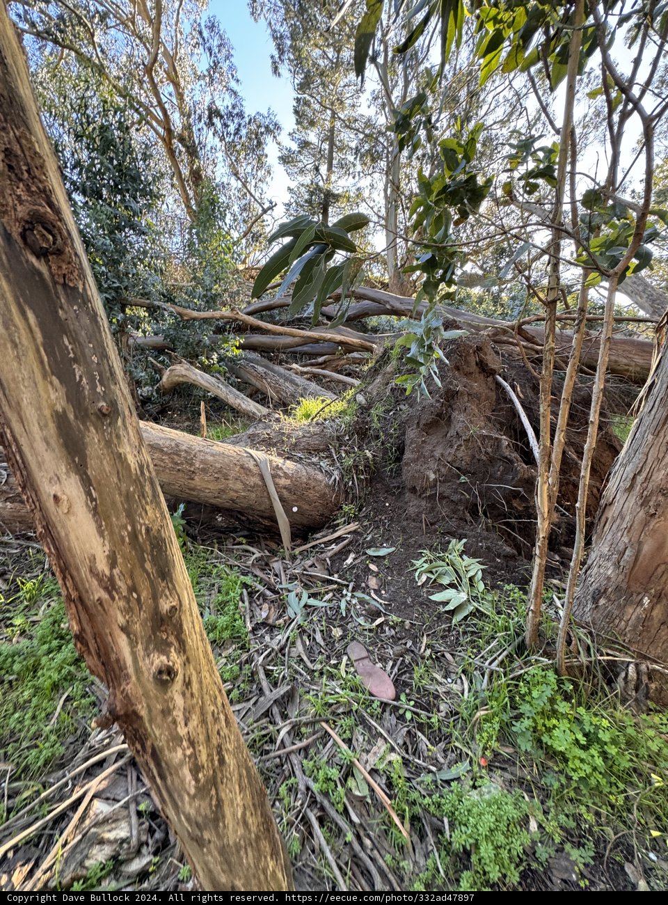 Fallen Giant in McLaren Park