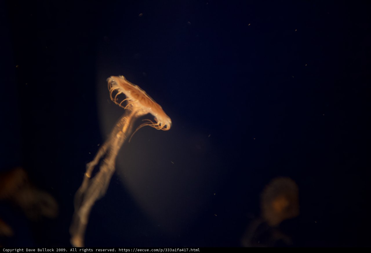 Glowing Jellyfish