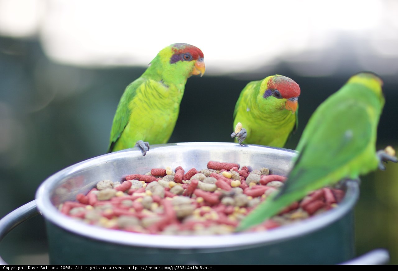 Feeding Time for Feathered Friends