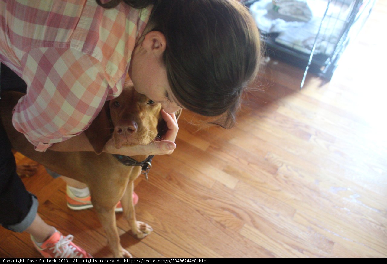 Wood Flooring and Puppy Love