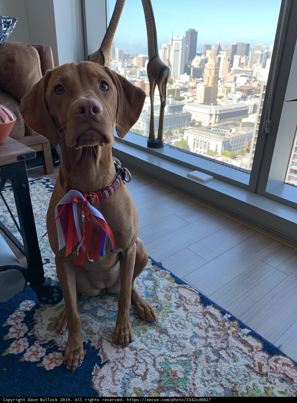 Cozy Canine Lounging on Chic Living Room Rug