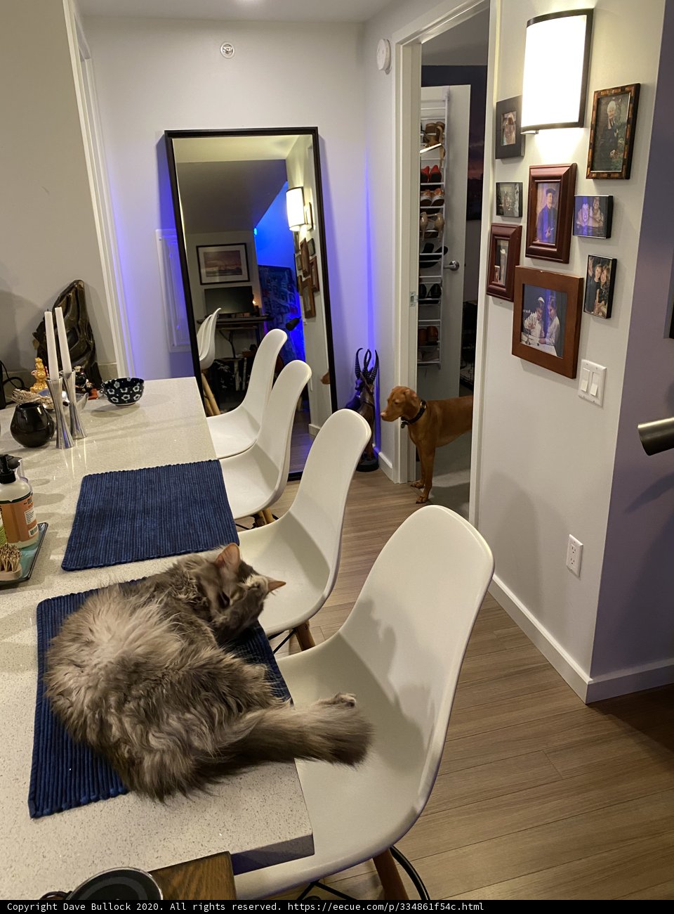 Stunning Cat in a Cozy Room
