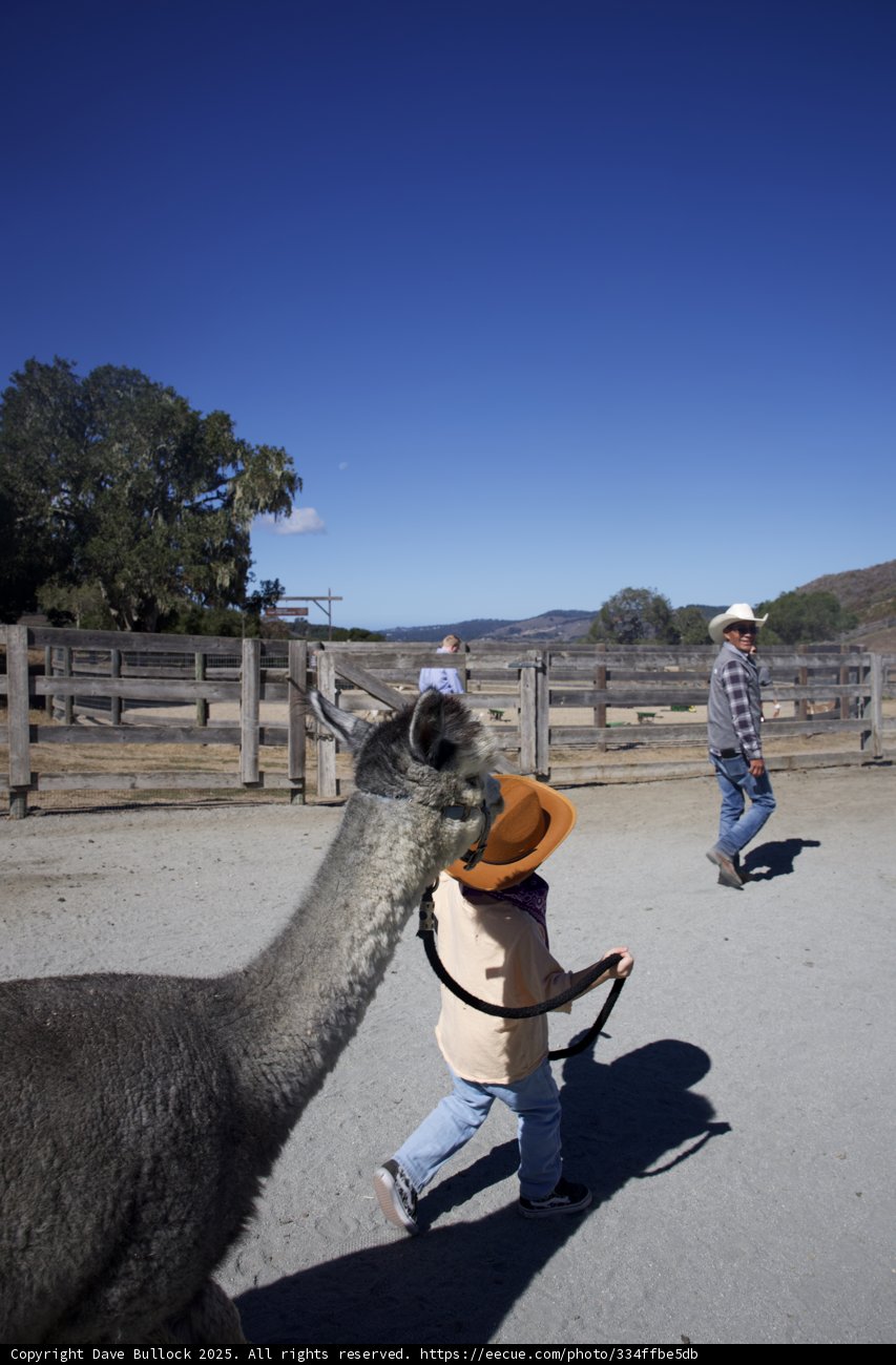 Llama Adventures in the Valley