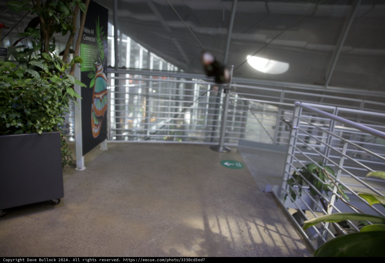 Skateboarding in Urban Jungle - CAS 2024
