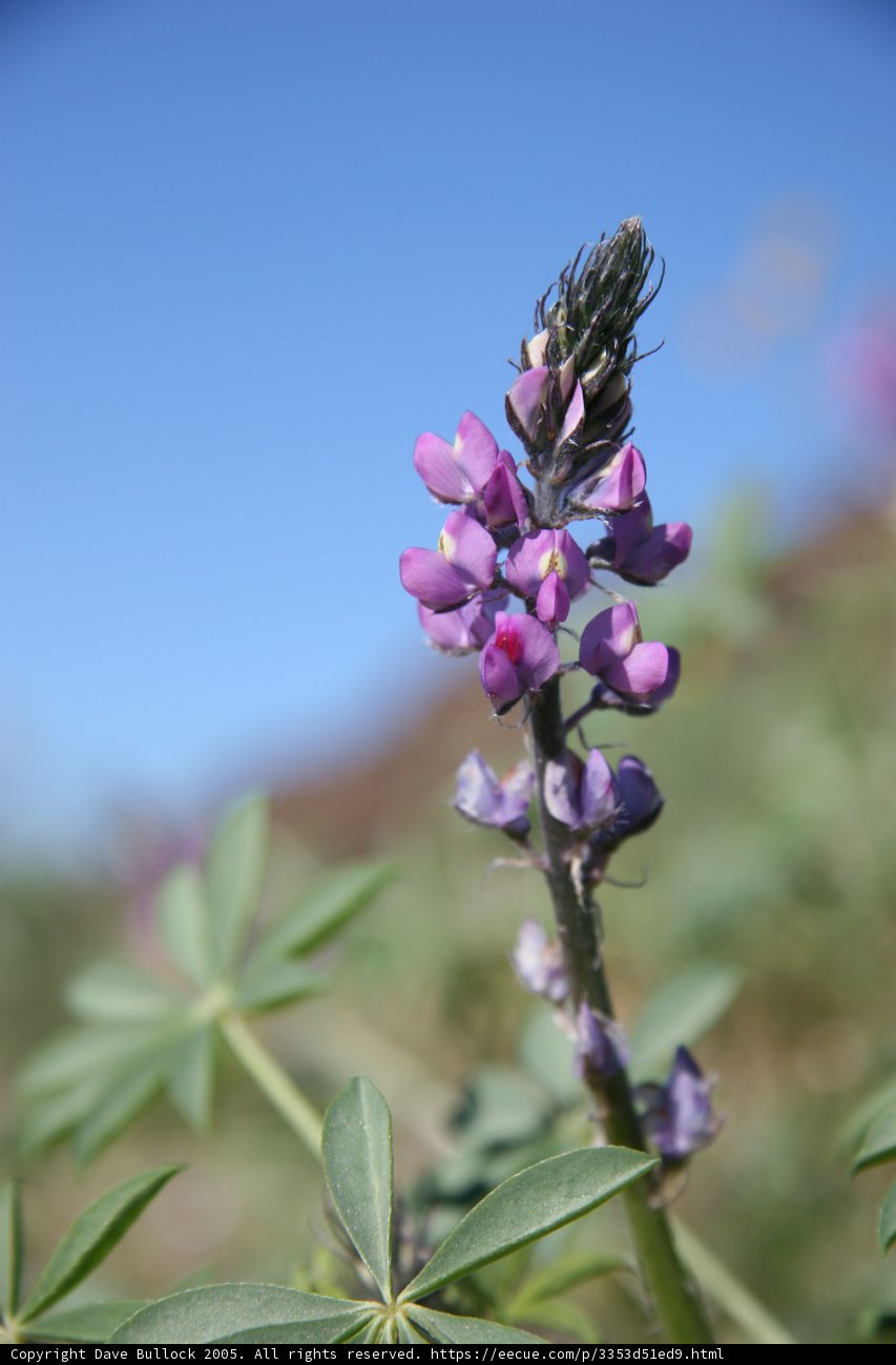 Purple Lupin in Blue Skies