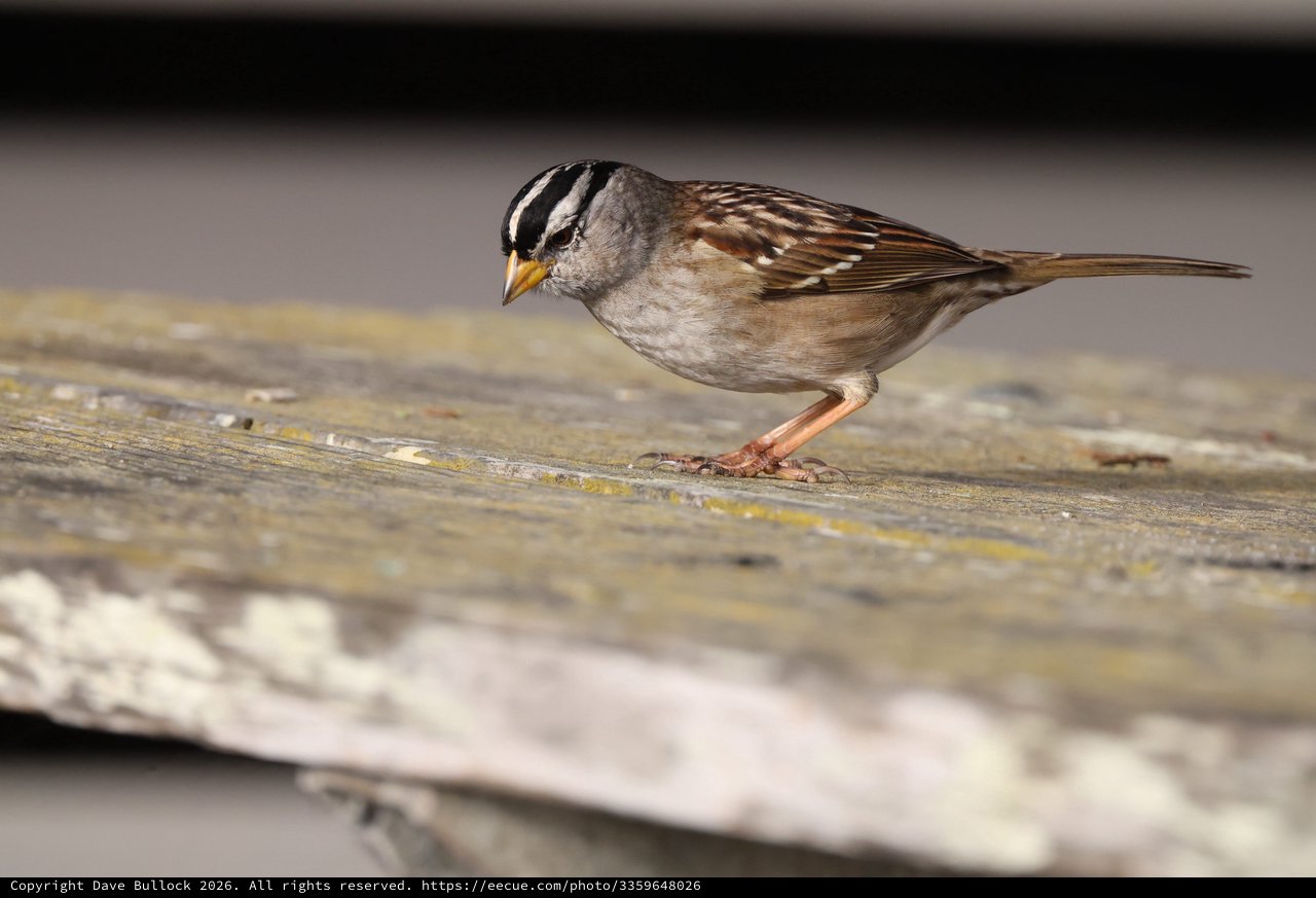 White-Crowned Sparrow Perched on Weathered Wood