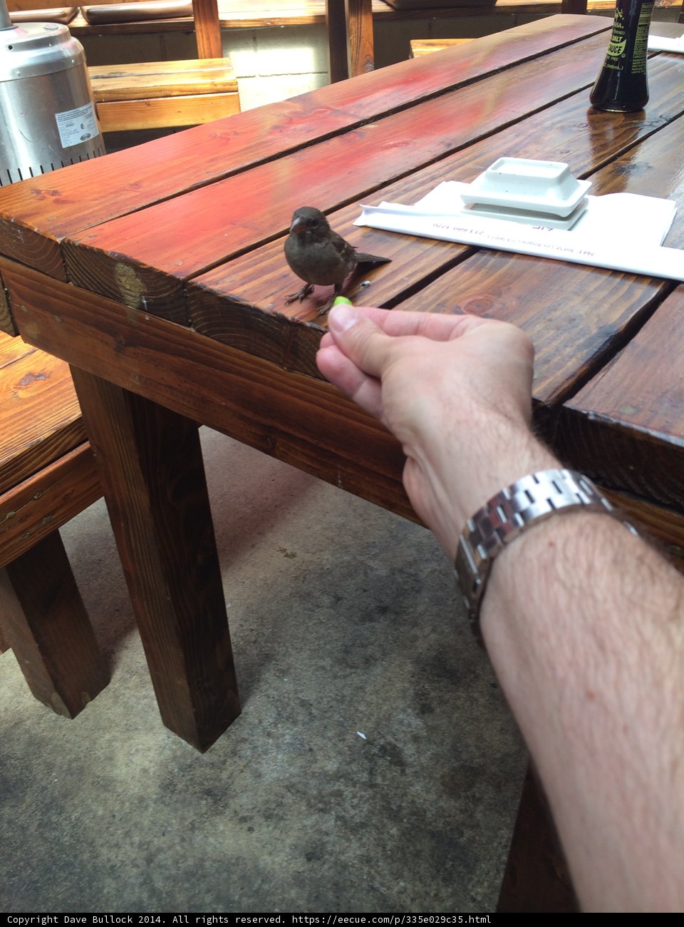 Feathered Friend Tabletop Visitor