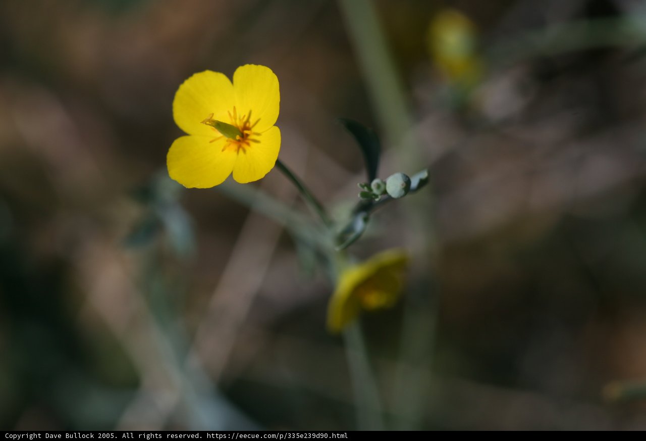 Yellow Geranium Flower