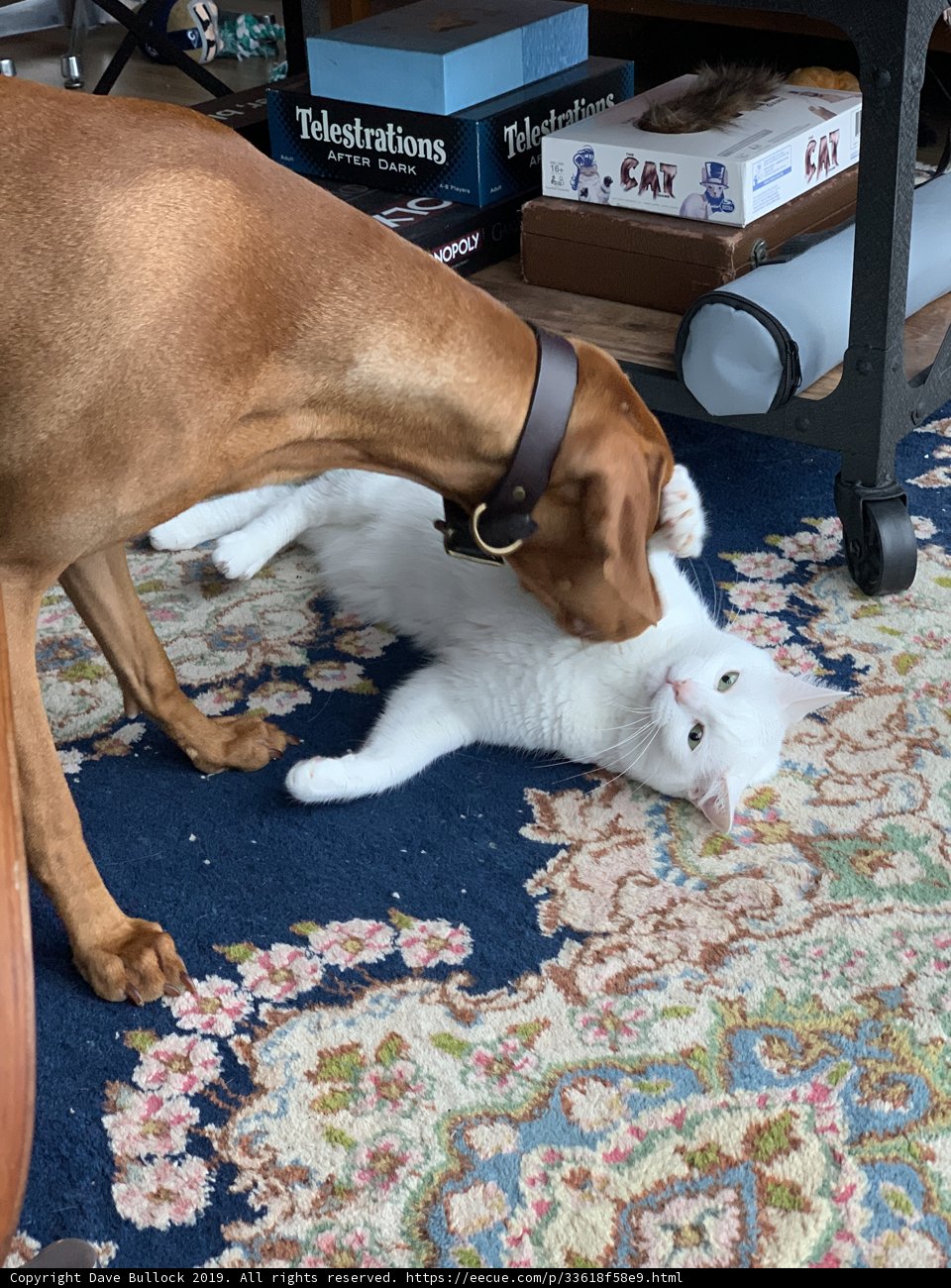 Furry Friends at Play