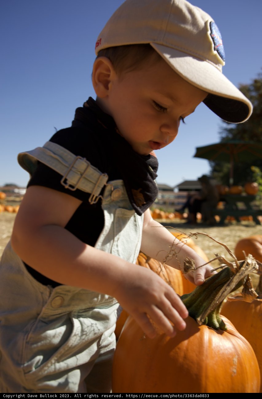 Harvest Time Memories