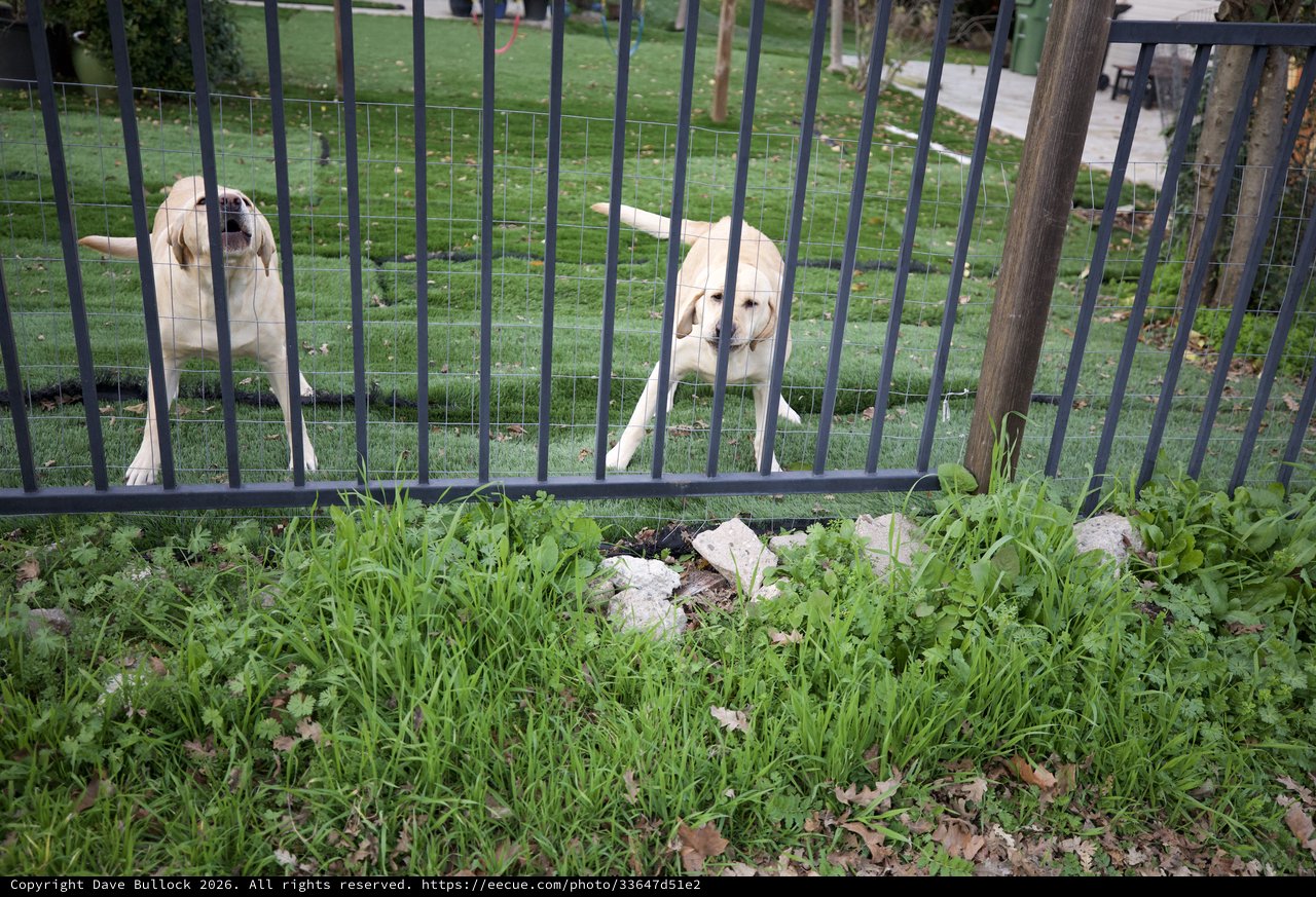 Two Yellow Labs Barking at Fence Line