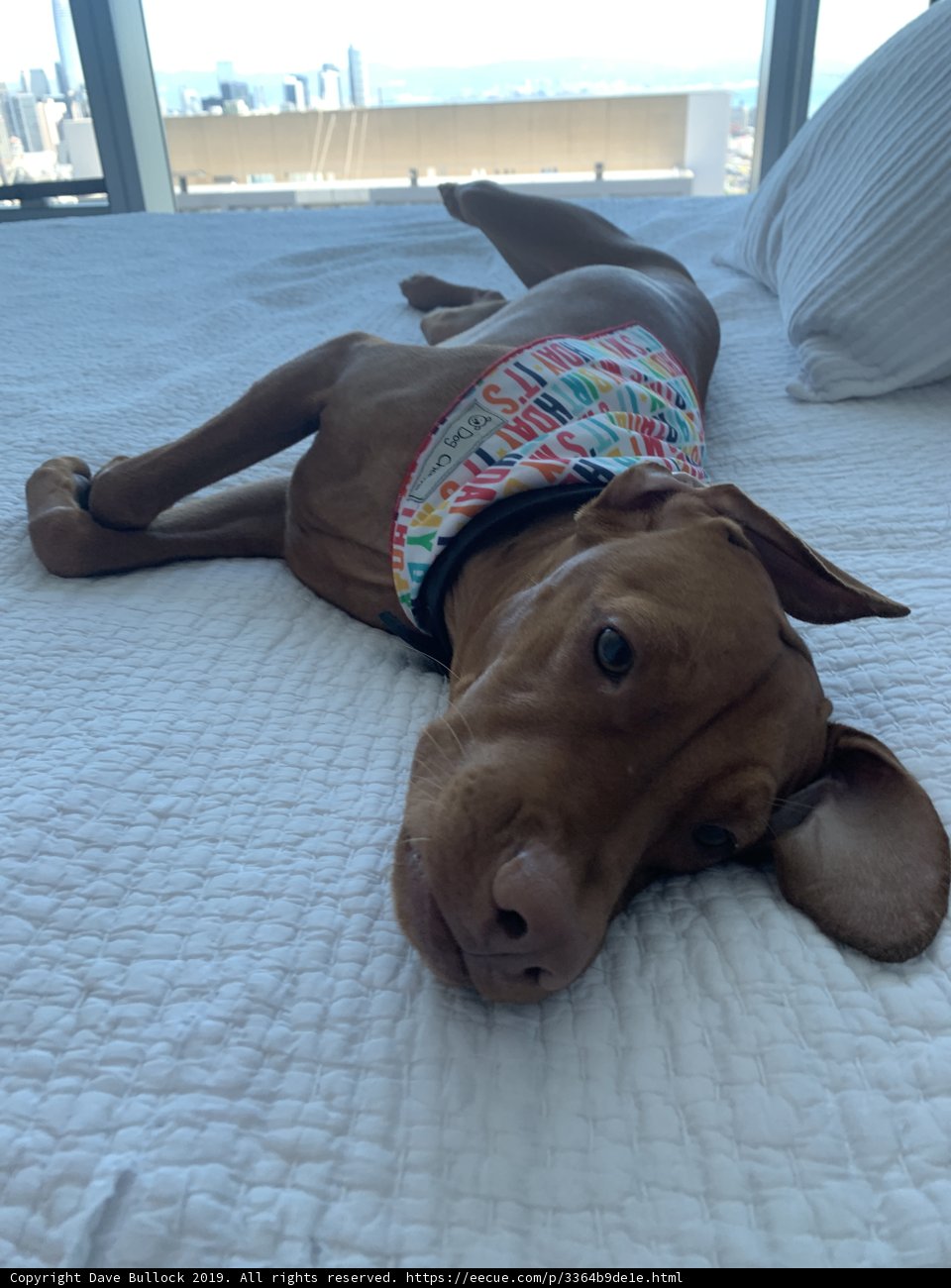 Resting Pup on Luxurious Furniture