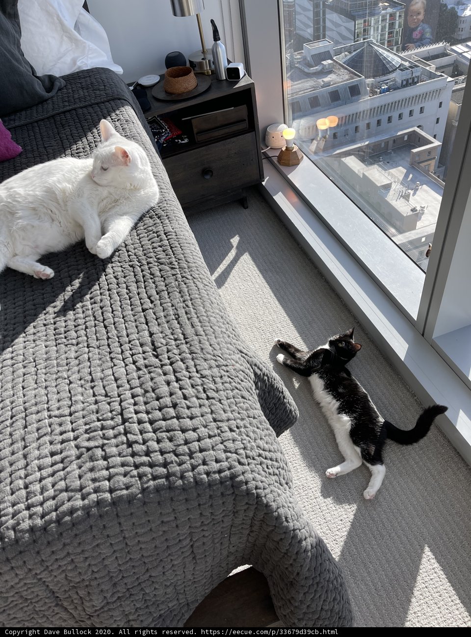 Two Feline Friends Resting on a Cozy Bed