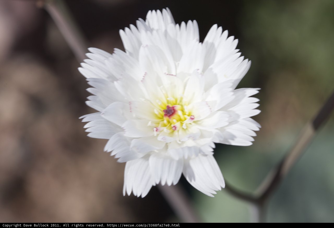 White Daisy in Full Bloom