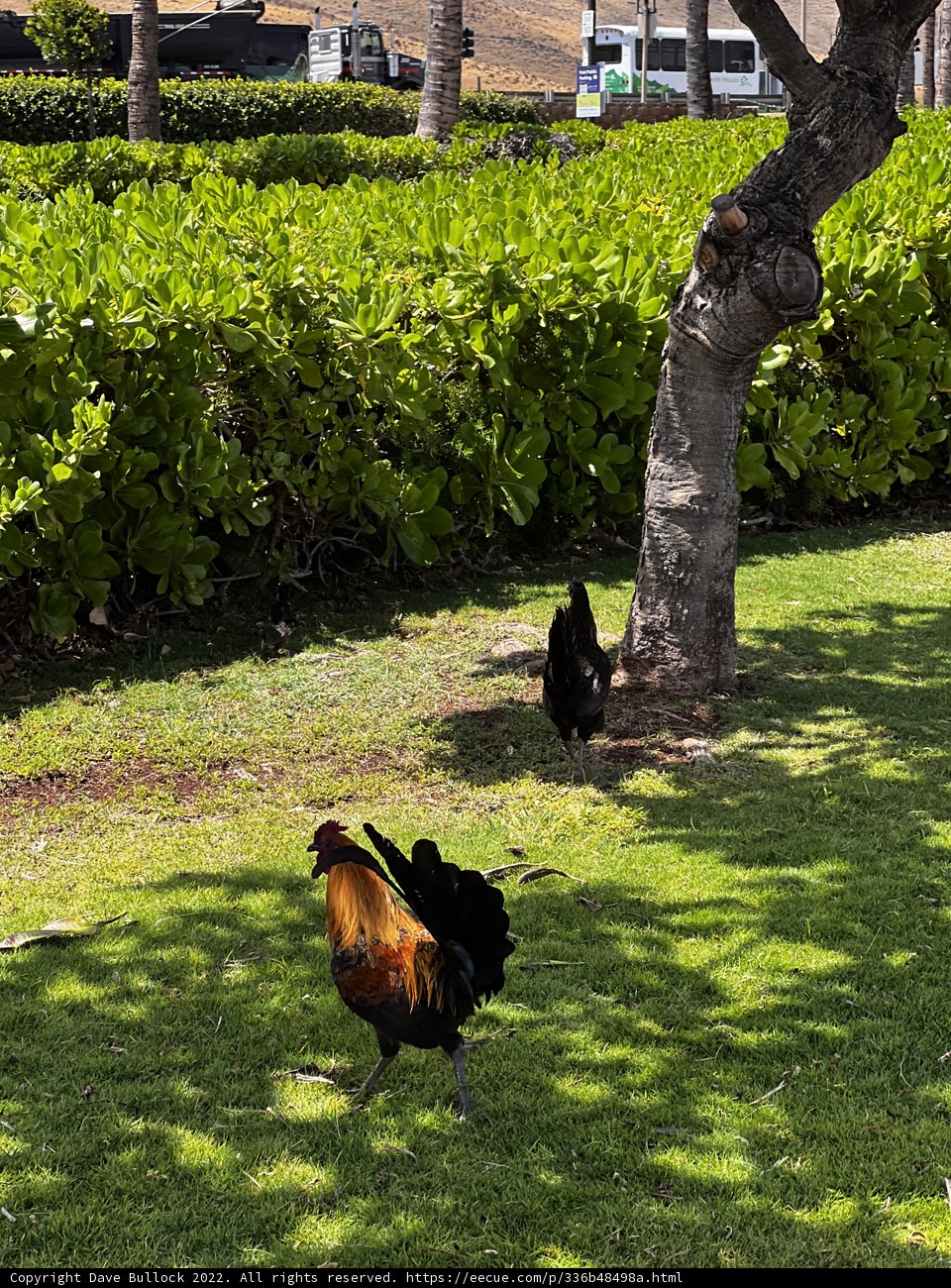 Rooster Rambling