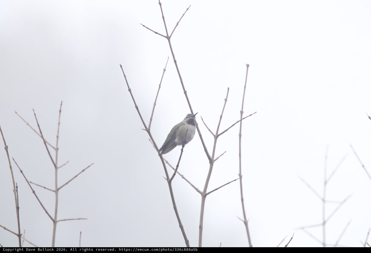 Anna's Hummingbird Perched on Bare Winter Branches