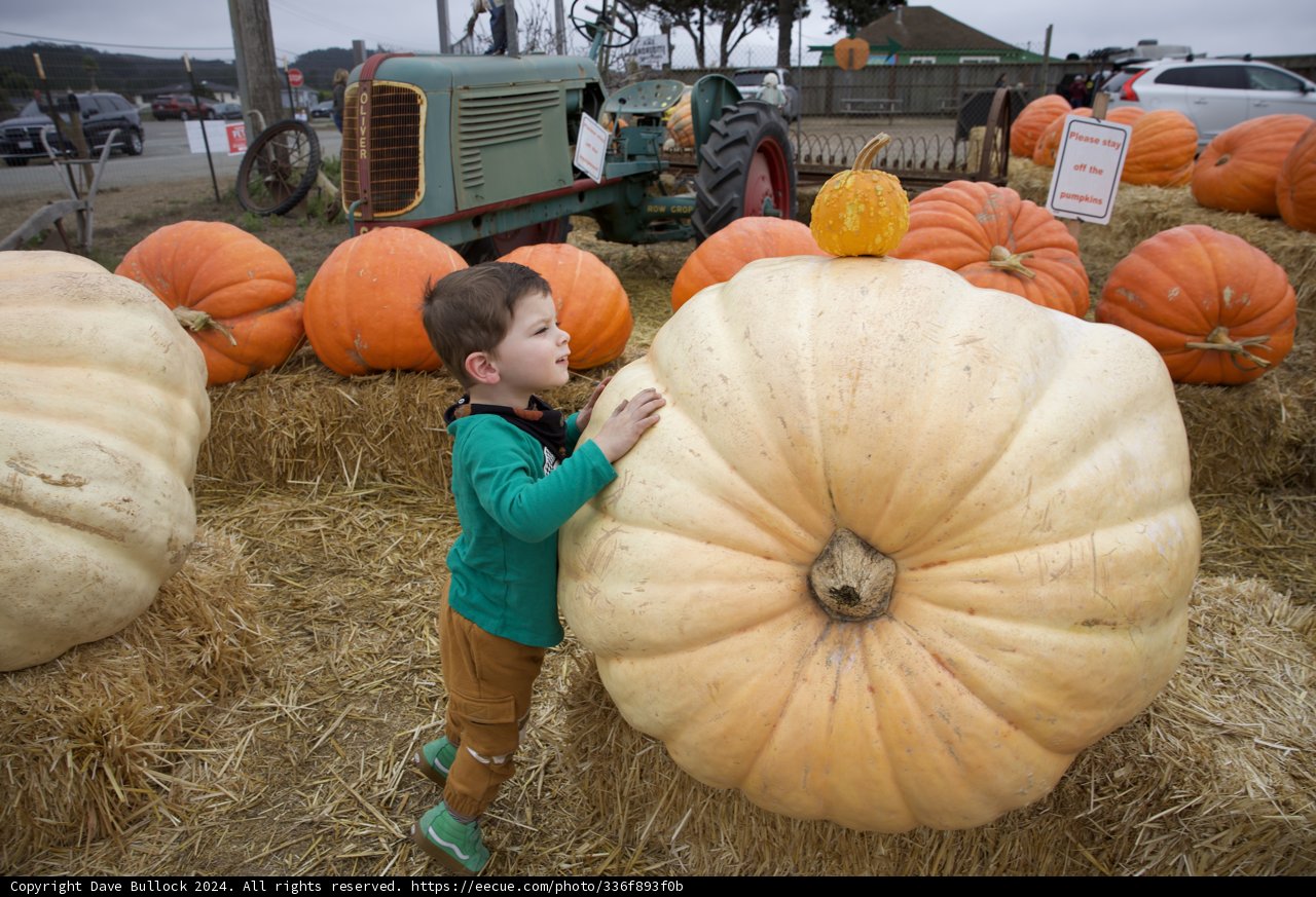 Pumpkin Patch Delight