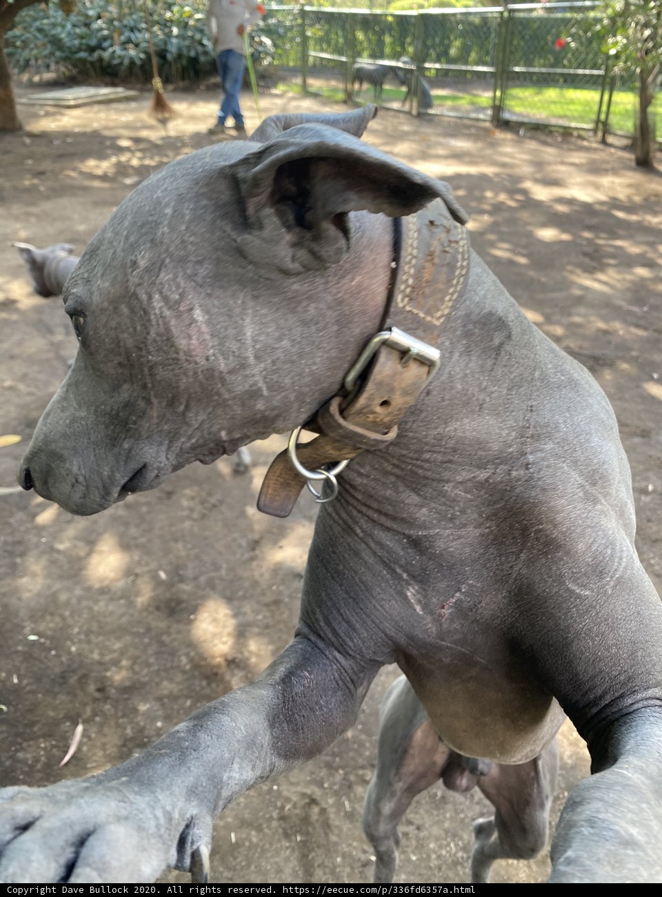 Collared Companion