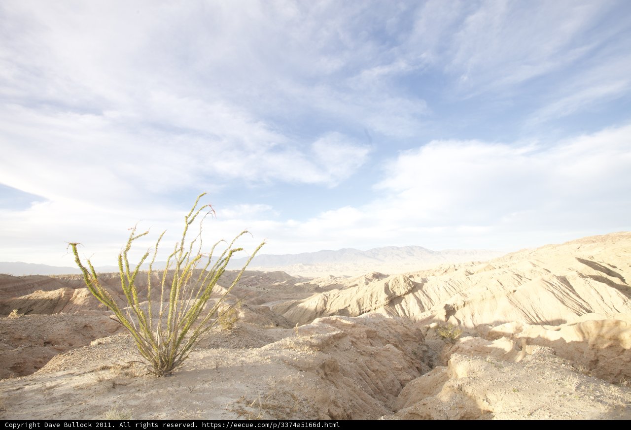 Desert Bloom