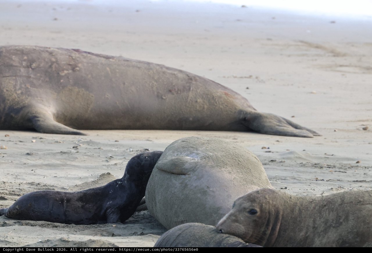 Northern Elephant Seal Mother and Nursing Pup on Beach