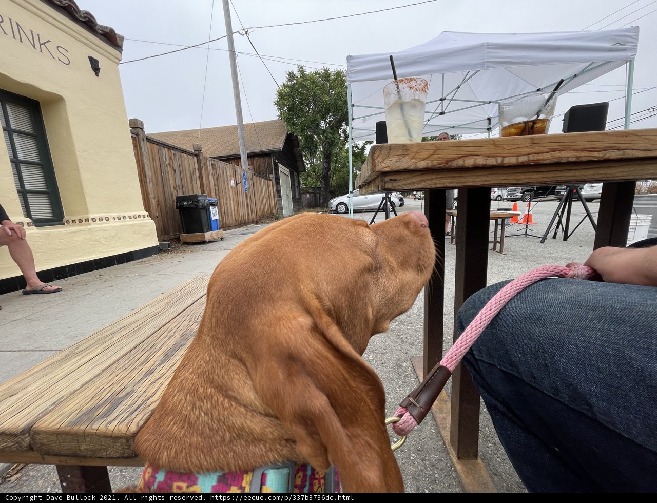 Shelter for Man's Best Friend