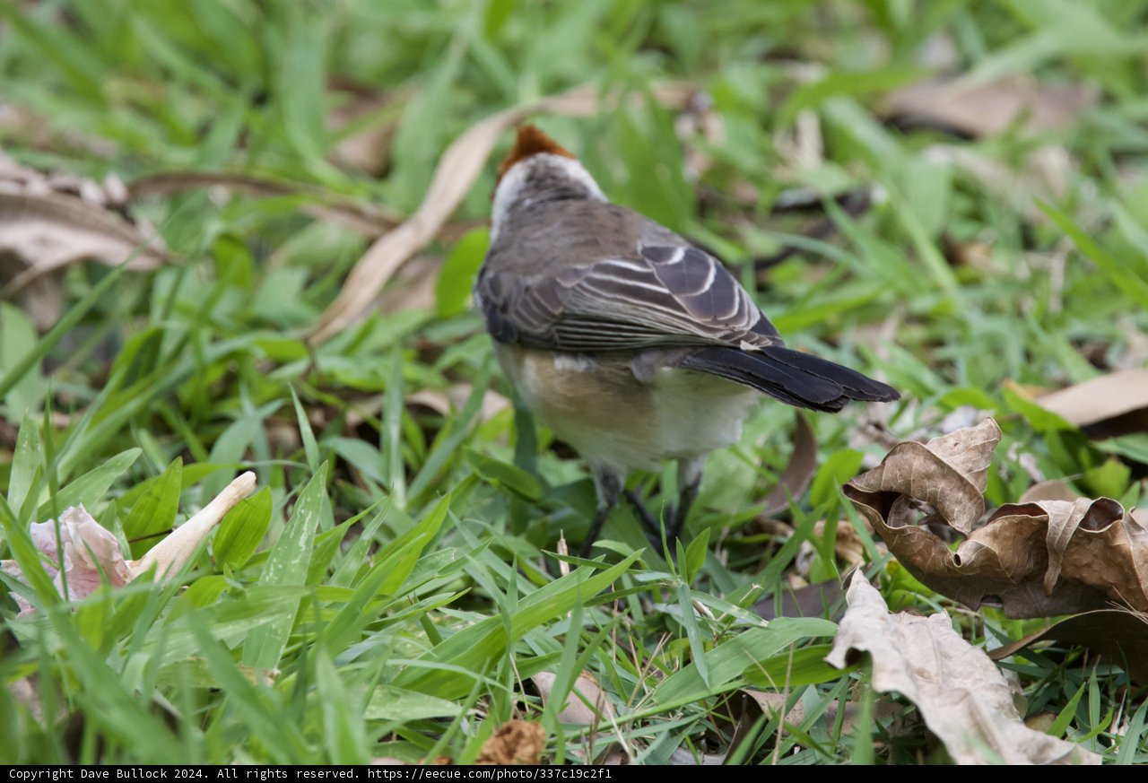 Whispers of Nature: A Finch at Honolulu Zoo