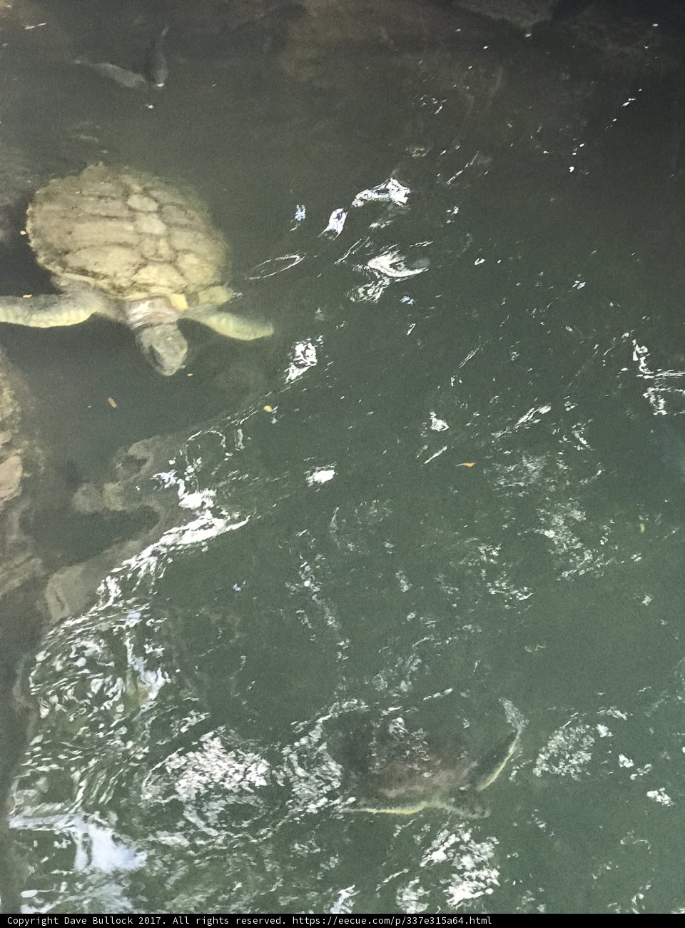 Underwater Companions