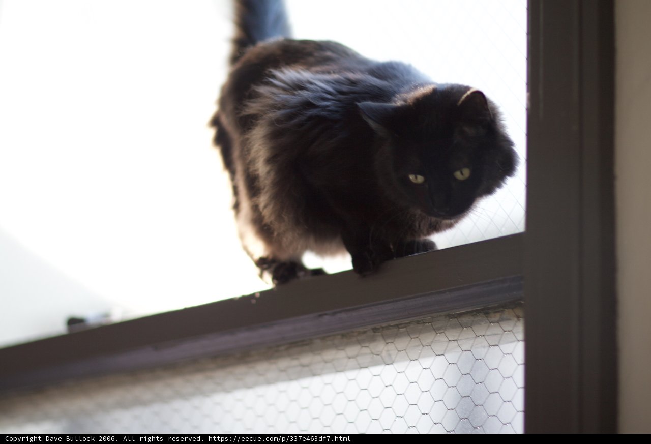 Majestic Black Cat